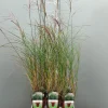 Miscanthus sinensis silbersp|ohgreen Best