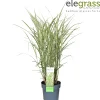 Miscanthus sinensis Variegatus ( Prachtriet )|ohgreen Online