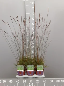 Molinia caerulea edith dudzus|ohgreen Clearance