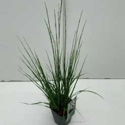 Molinia caerulea Edith Dudszus ( Pijpenstrootje )|ohgreen Clearance