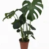 Monstera deliciosa|ohgreen Sale