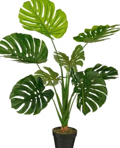 Monstera in pot|ohgreen
