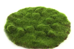 Mosschijf marchantiophyta m|ohgreen Outlet