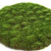 Mosschijf marchantiophyta l|ohgreen