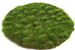 Mosschijf marchantiophyta l|ohgreen