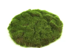 Mosschijf marchantiophyta s|ohgreen New