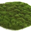 Mosschijf marchantiophyta xl|ohgreen New