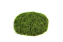 Mosschijf marchantiophyta xs|ohgreen Online