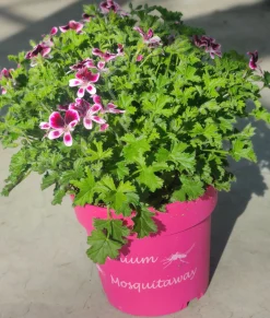 Muggenwerende plant muggenweg p14|ohgreen Sale