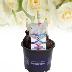 Narcis bridal crown|ohgreen Sale