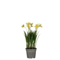 Narcis in gele plastic pot - h26xd8,5cm|ohgreen Discount