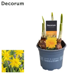 Narcis 'rip van winkle'|ohgreen Clearance