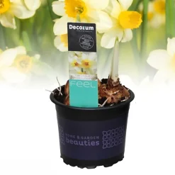 Narcis 'spring sunshine'|ohgreen Outlet