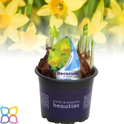 Narcis 'tete a tete'|ohgreen Best