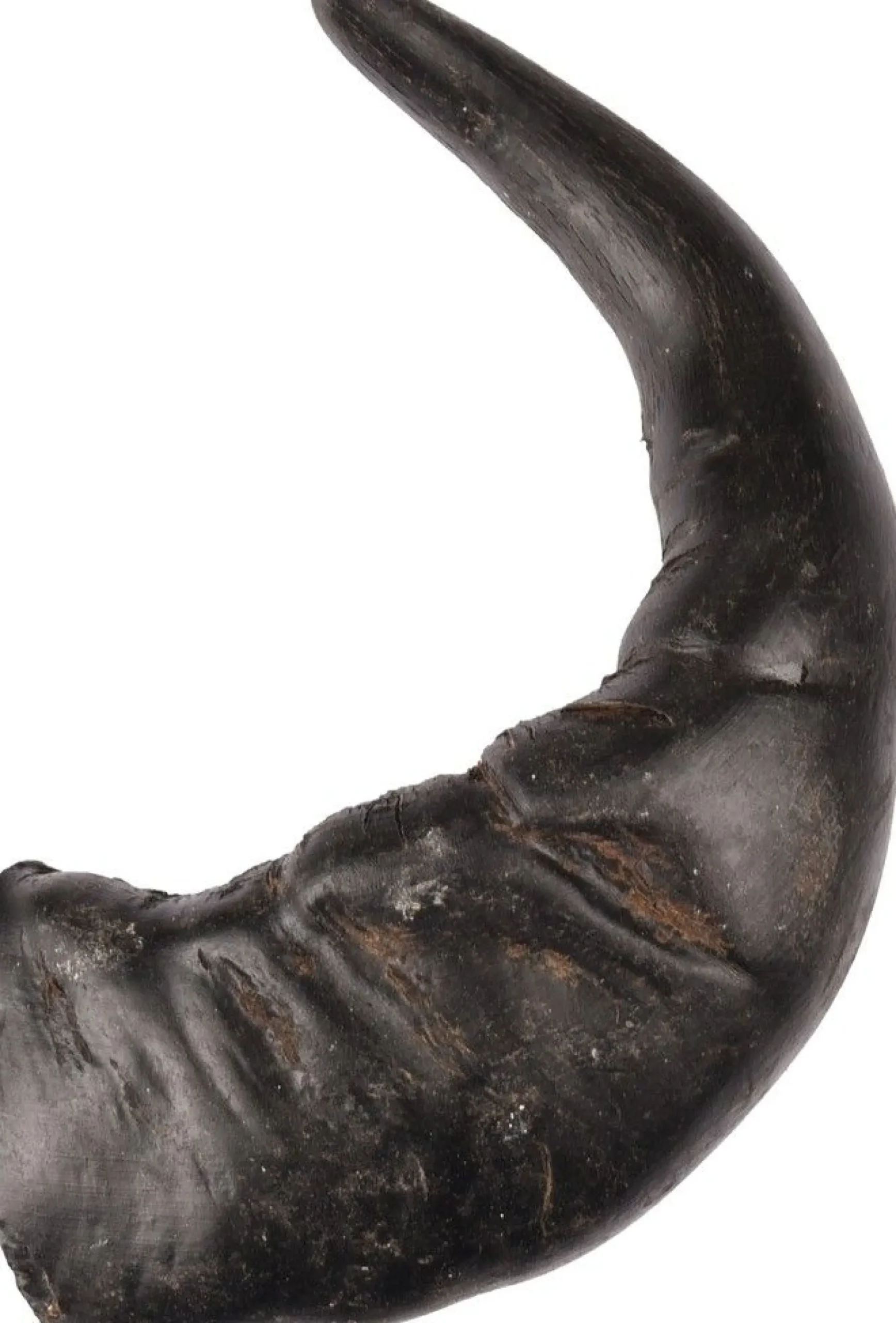 Nature snack hoorn large 1stuk|ohgreen Hot