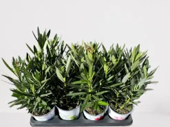 Oleander struik|ohgreen Discount