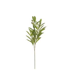 Olijf branche groen - l55cm|ohgreen Outlet