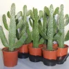 Opuntia consulea|ohgreen Outlet