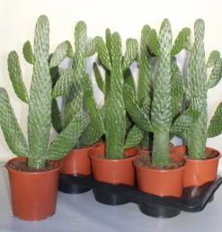 Opuntia consulea|ohgreen Outlet