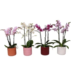 Orchidee in pot|ohgreen Clearance
