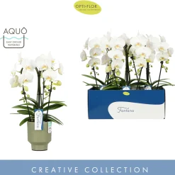 Orchidee Phalaenopsis fortano bellagio Spike|ohgreen Hot