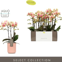 Orchidee Phalaenopsis molise roze 3 takken|ohgreen Sale