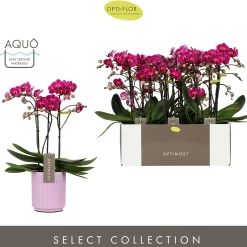 Orchidee Phalaenopsis molise lilac 3 takken|ohgreen Online