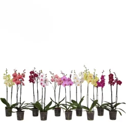 Orchidee 2-tak|ohgreen New