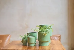 ORCHIDEEPOT D15 MOON GRASGRO|ohgreen Hot