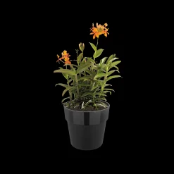 ORIGINAL ROND 30CM LIVING BLACK|ohgreen Sale