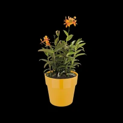 ORIGINAL ROND 18CM OKER|ohgreen Sale