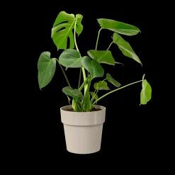 ORIGINAL ROND 30CM WARM GRIJS|ohgreen Sale