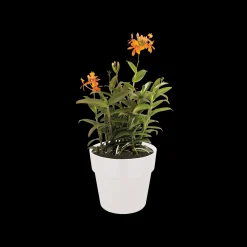 ORIGINAL ROND 22CM WIT|ohgreen Outlet