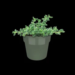 ORIGINAL ROND MINI 7CM BLAD GROEN|ohgreen Discount