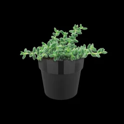 ORIGINAL ROND MINI 7CM LIVING BLACK|ohgreen