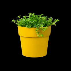 ORIGINAL ROND MINI 7CM OKER|ohgreen