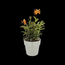 ORIGINAL ROND MINI 7CM WARM GRIJS|ohgreen Outlet