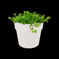 ORIGINAL ROND MINI 11CM WIT|ohgreen Online