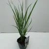 Panicum Northwind ( Vingergras )|ohgreen Hot