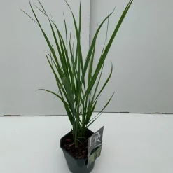 Panicum Northwind ( Vingergras )|ohgreen Hot