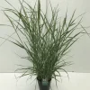 Panicum virgatum Prairie Sky ( Parelgierst of Vingergras )|ohgreen Online