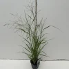 Panicum virgatum Prairie Sky ( Parelgierst of Vingergras )|ohgreen