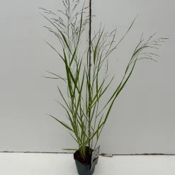 Panicum virgatum Squaw ( Parelgierst )|ohgreen Outlet