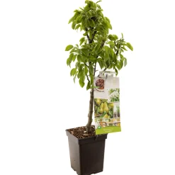 Peer dwergboompje pyrus communis dwergpeer|ohgreen Outlet