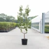 Peer oude boom pyrus communis 2-arm|ohgreen Sale