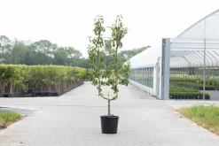 Peer oude boom pyrus communis 2-arm|ohgreen Sale