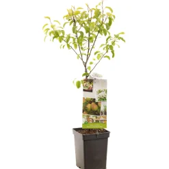 Peer patioboompje pyrus communis bonne louise d'avranches|ohgreen Online