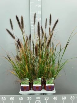 Pennisetumalopecuroïdes virides|ohgreen Outlet