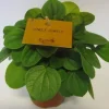 Peperomia Albovittata|ohgreen Best