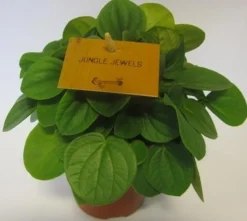 Peperomia Albovittata|ohgreen Best